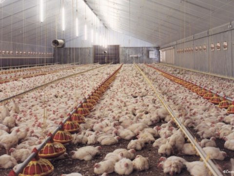 Azərbaycanda məhşur broyler şirkəti BAĞLANDI