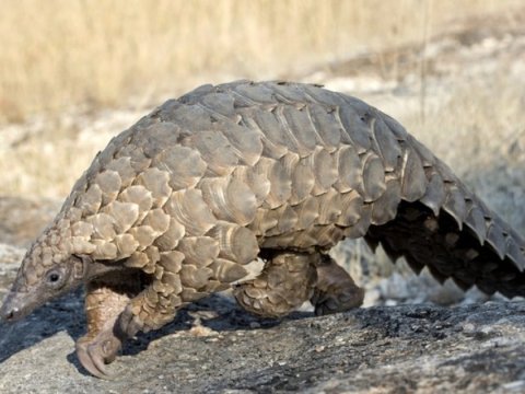 Vəhşi heyvanların sayı 73 faiz azalıb