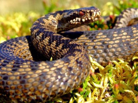Yeniyetməni ilan sancdı: vəziyyəti ağırdır
