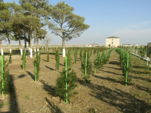 Azərbaycanda 10 gün ərzində 1 milyon 600 min ağac əkiləcək