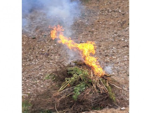 Laçında 1 ton çətənə&nbsp;kolu məhv edildi