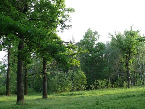 Yaşıllıqları zədələyənlər 8 il azadlıqdan məhrum olunacaqlar