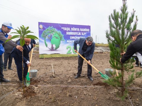 Salyanda magistral yolların&nbsp;kənarlarında ağaclar əkilib - FOTO
