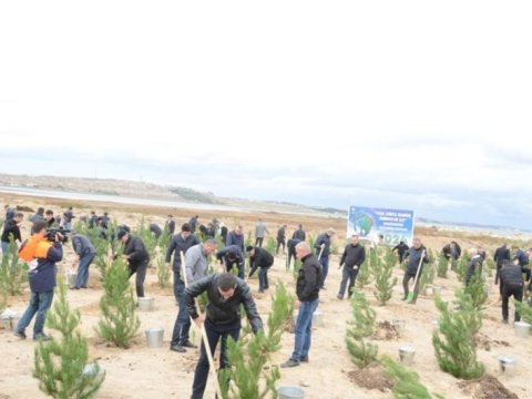 Paytaxtda ağacəkmə aksiyası - FOTOLAR