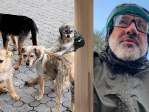 Sahibsiz itlər Paşinyana hücum etdi