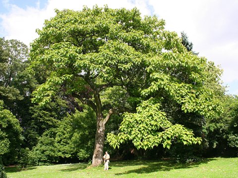 Azərbaycanda COP29-la bağlı park&nbsp;salınacaq