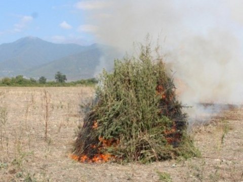 Naxçıvanda 2 ton çətənə kolu məhv edildi