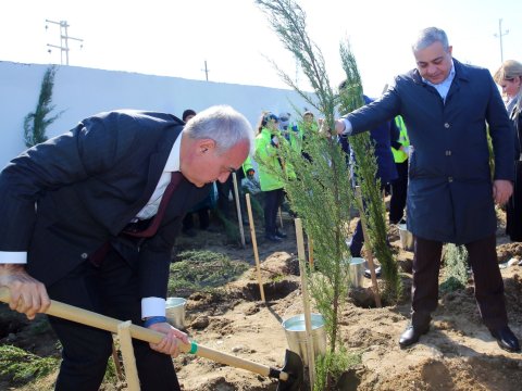 Binəqədidə növbəti ağacəkmə aksiyası - FOTO