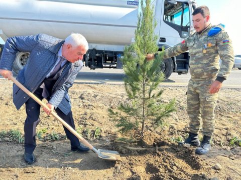 Pirallahıda silsilə ağacəkmə aksiyaları - FOTOLAR&nbsp;