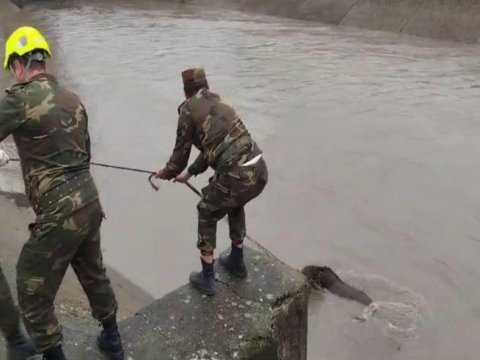 Kanala düşən maral xilas edildi - VİDEO