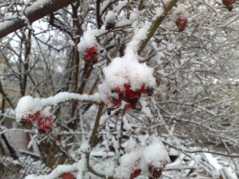 Faktiki hava: Qubaya qar yağır