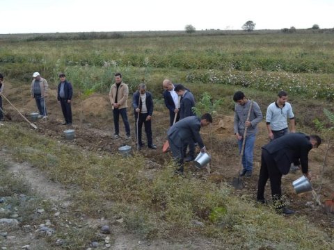 Biləsuvarda 9 minə yaxın ağac ƏKİLDİ