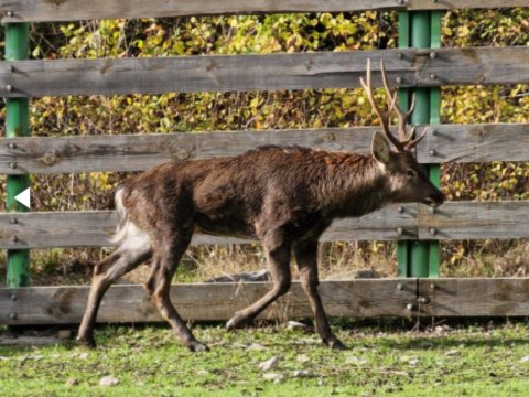 Kanaldan çıxarılan maral nəzarət altındadır - AÇIQLAMA