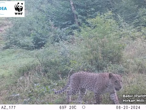 Hirkan Milli Parkında Asiya bəbirlərinin sayı artıb - FOTO