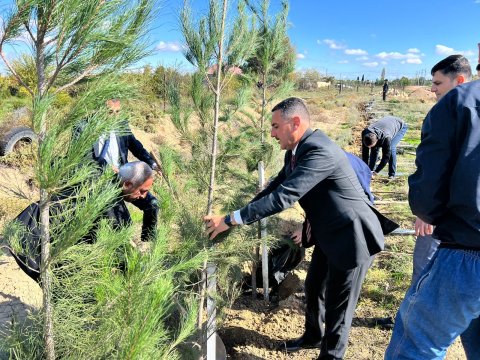 Hacıqabulda ağacəkmə aksiyası - FOTO