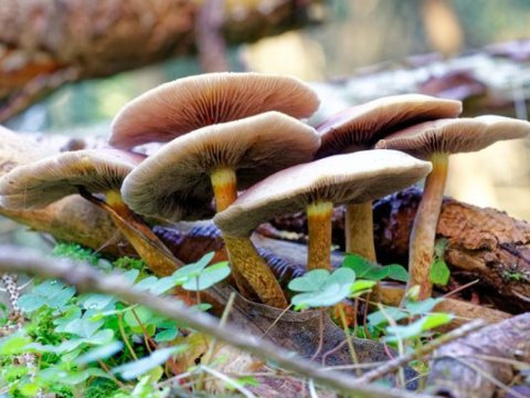 Xaçmazda göbələkdən zəhərlənmə - İki qadın&nbsp;öldü