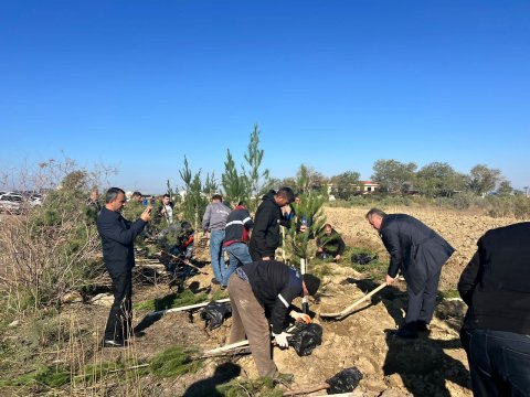 Hacıqabulda növbəti ağacəkmə aksiyası - FOTO