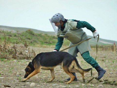 ANAMA-ya üç yeni minaaxtaran it verildi