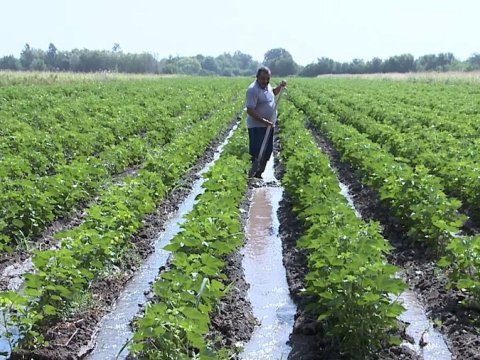 Güclü yağış təsərrüfatlara nə qədər ziyan vurub? - Rəsmi CAVAB