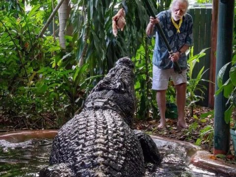 Əfsanəvi boksçunun adaşı olan timsah 110 yaşında öldü