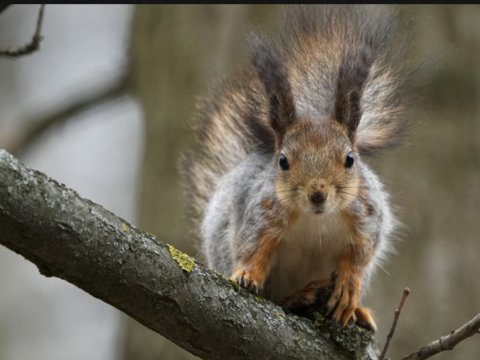 ABŞ-də&nbsp;prezident seçkilərinin&nbsp;müzakirə mövzusu -&nbsp;Sincabın ölümü