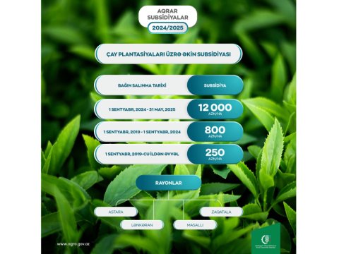 Çay plantasiyalarının hər hektarına 12 min manat subsidiya ödəniləcək
