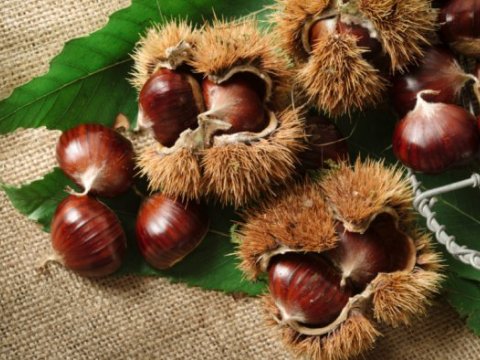 Azərbaycanda şabalıdın yeni QİYMƏTİ - VİDEO