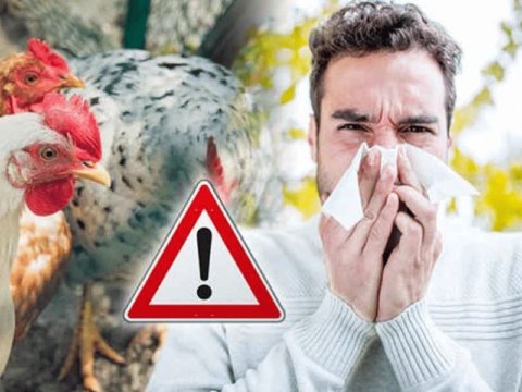 Kanadada ilk dəfə insanda quş qripi tapıldı