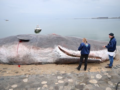 Leyla Əliyevadan "balina" ilə bağlı paylaşım - VİDEO