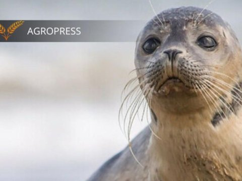 Xəzərdə tapılan suitilərin sayı mini keçdi