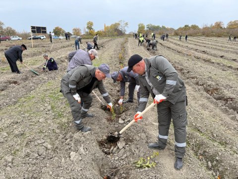 Meşə fondu torpaqlarında 195 min ağac əkildi - FOTO