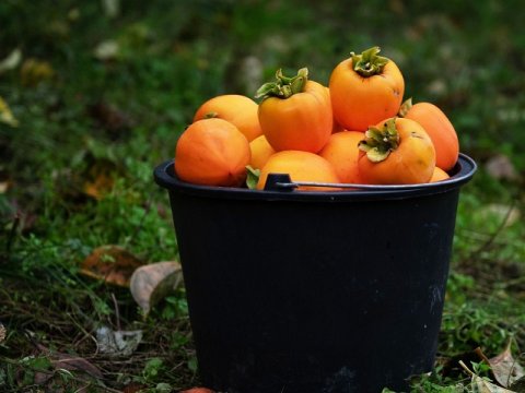 Taxta yeşiklə xurma İXRACI: Azərbaycan dünyada birinci ola bilər