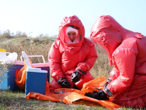 Azərbaycanda "quş qripi" ilə bağlı VƏZİYYƏT