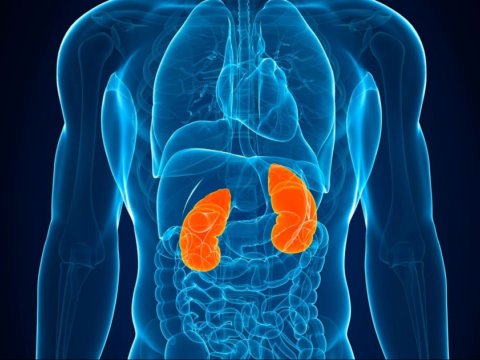 Kimyəvi maddələrə&nbsp;məruz qalma böyrək xəstəliklərinə yol açır