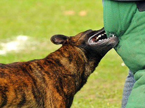 1 gündə 3 nəfəri it dişlədi - Biri azyaşlıdır