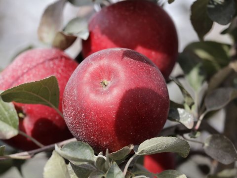 Rusiyada alma qıtlığı: Azərbaycan fürsətdən istifadə ETMƏLİDİR