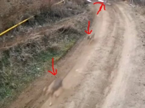 Azərbaycanda canavar sürüsü göründü - VİDEO