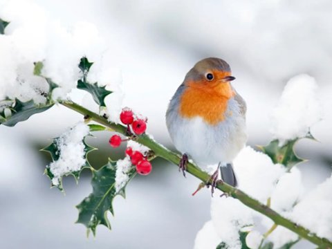 Azərbaycanda qar YAĞACAQ