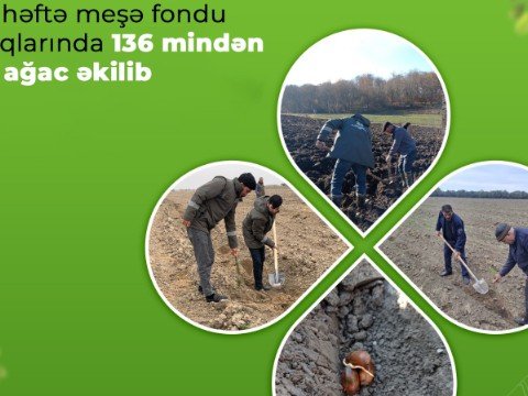 Ötən həftə meşə fondu torpaqlarında 136 mindən artıq ağac əkilib