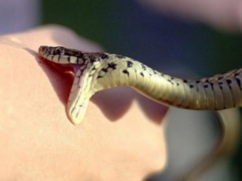 42 nəfər dərmandan, 4-ü isə ilan sancmasından zəhərlənib - ÖLƏNLƏR VAR