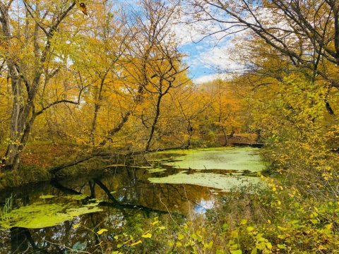 Milli parklarda payız mənzərəsi&nbsp;- FOTOLAR