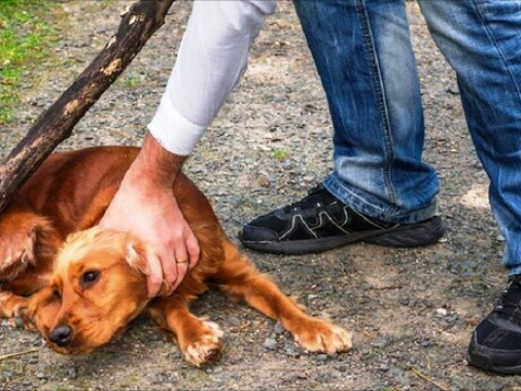 Heyvanlarla rəhmsiz rəftar edənlər 2000 manat cərimələnəcək