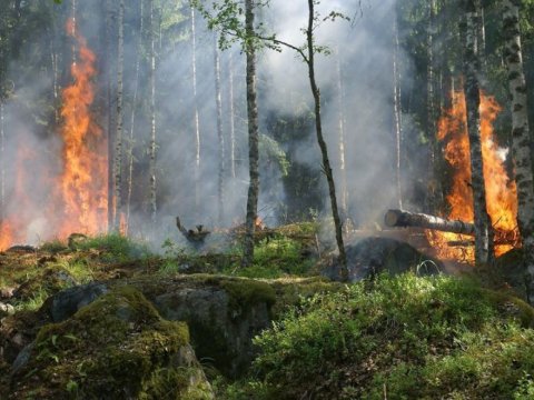 Yaşıllıqları məhv edənlər 8 ilədək həbs olunacaq