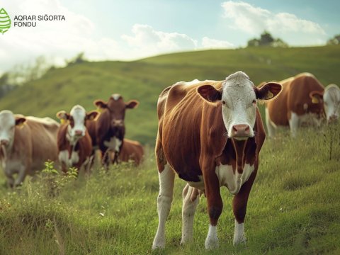 Heyvanların sığorta tarifləri azaldıldı