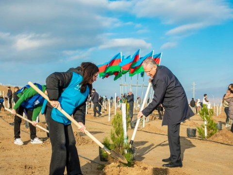 Müşfiqabadda 2000-ə yaxın Eldar şamı və zeytun ağacı əkilib
