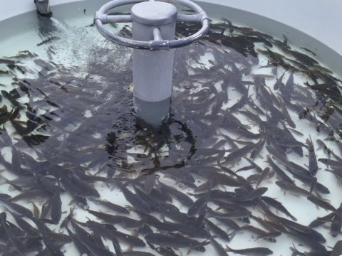 Lənkəranda&nbsp;200 min balıq körpəsi dənizə buraxıldı