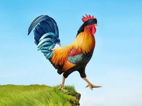 Məşhur jurnal Makronu kor xoruza bənzətdi - FOTO