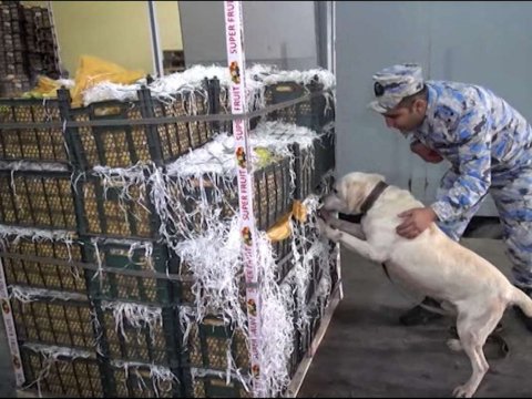 Alma yüklü "TIR"da narkotik AŞKARLANDI