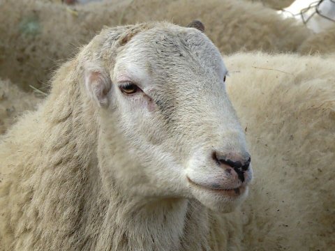 Azərbaycanda damaq dadı qoyunçuluğu tənəzzülə APARIR