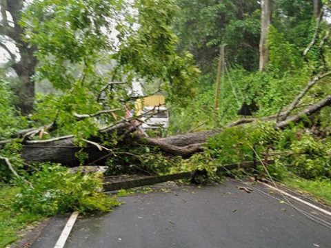Meşədə üzərinə ağac düşən şəxs&nbsp;öldü
